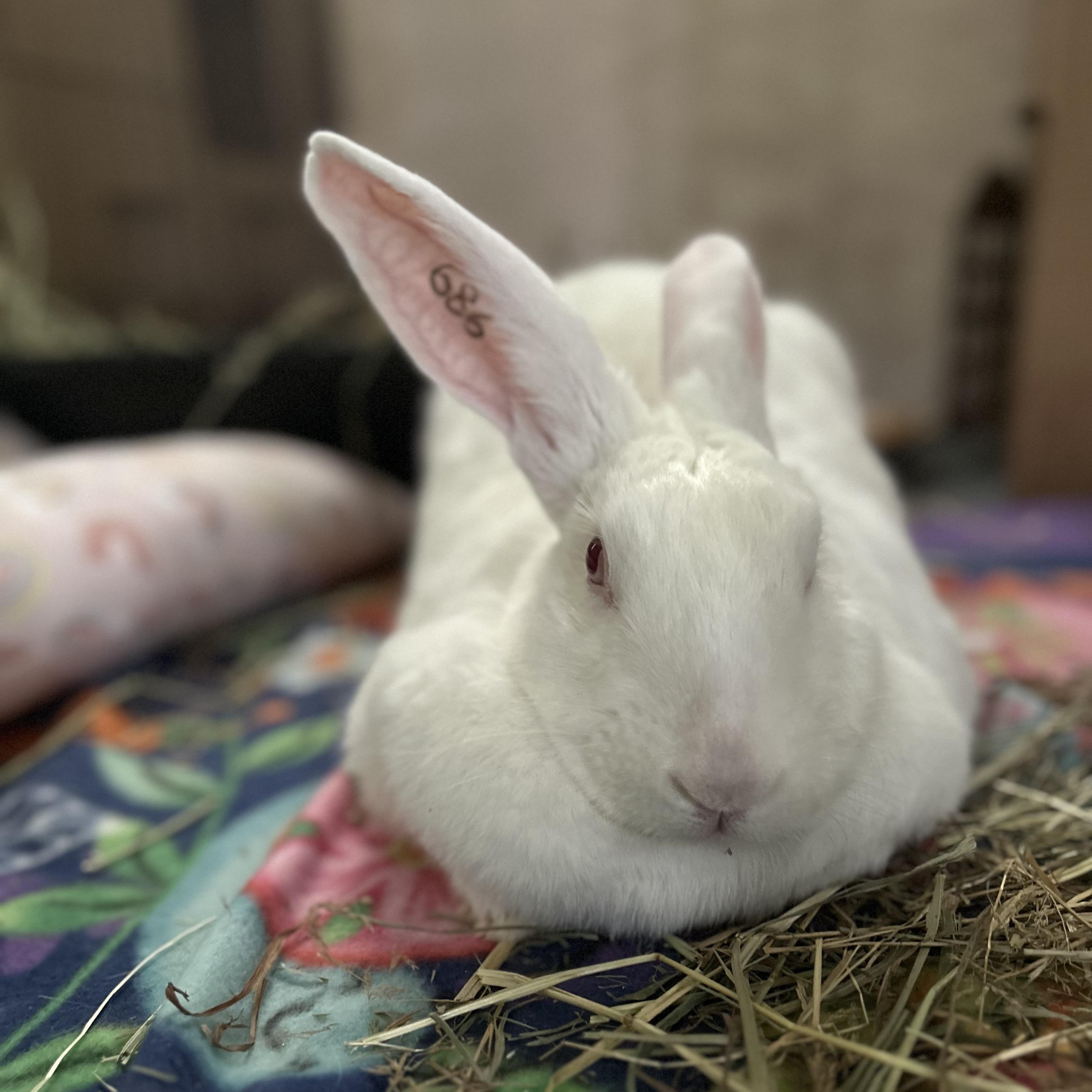 Fleur, ADOPTABLE, Adult Female New Zealand.