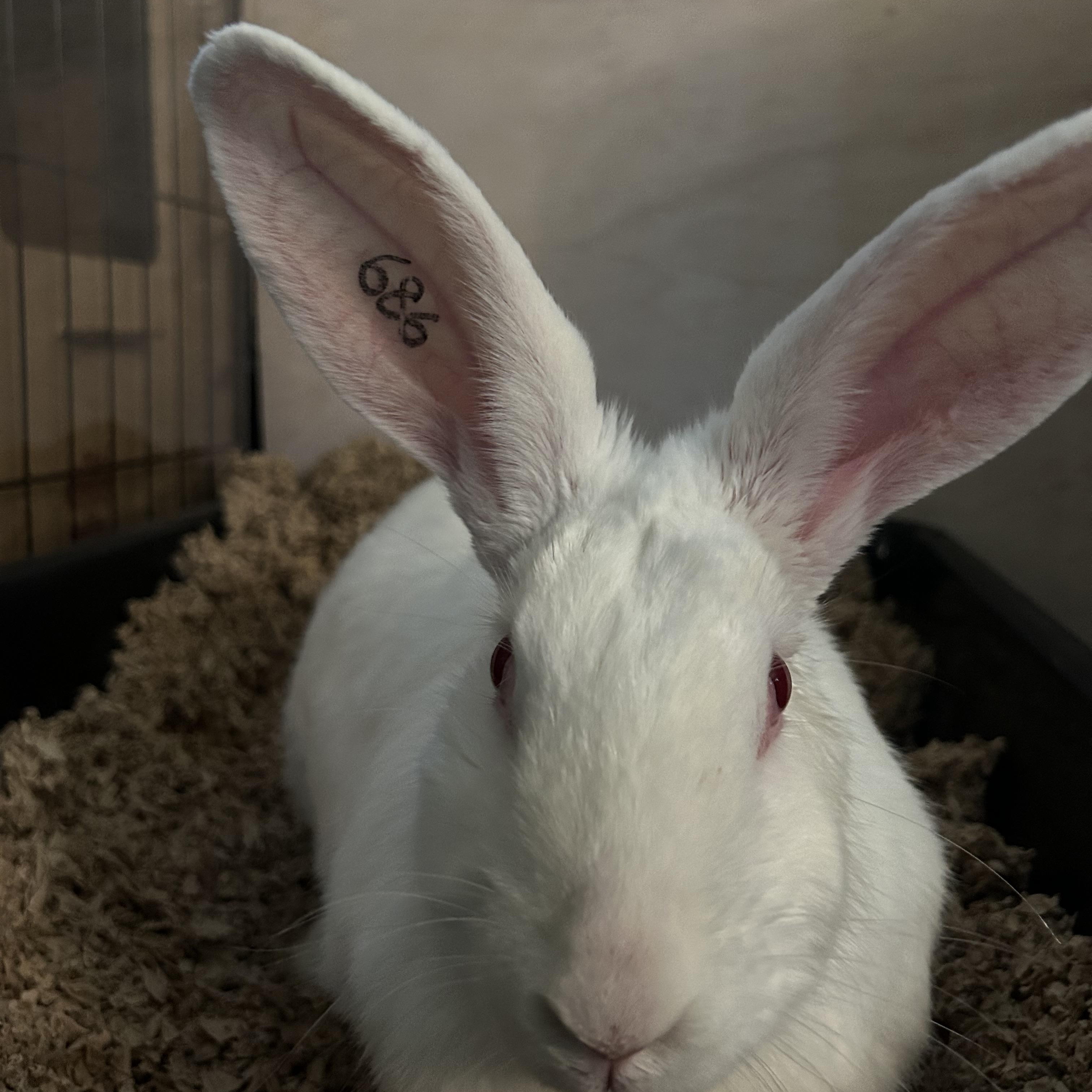 Enlarge Fleur, a Adoptable New Zealand in Stafford Springs, CT image 2/2