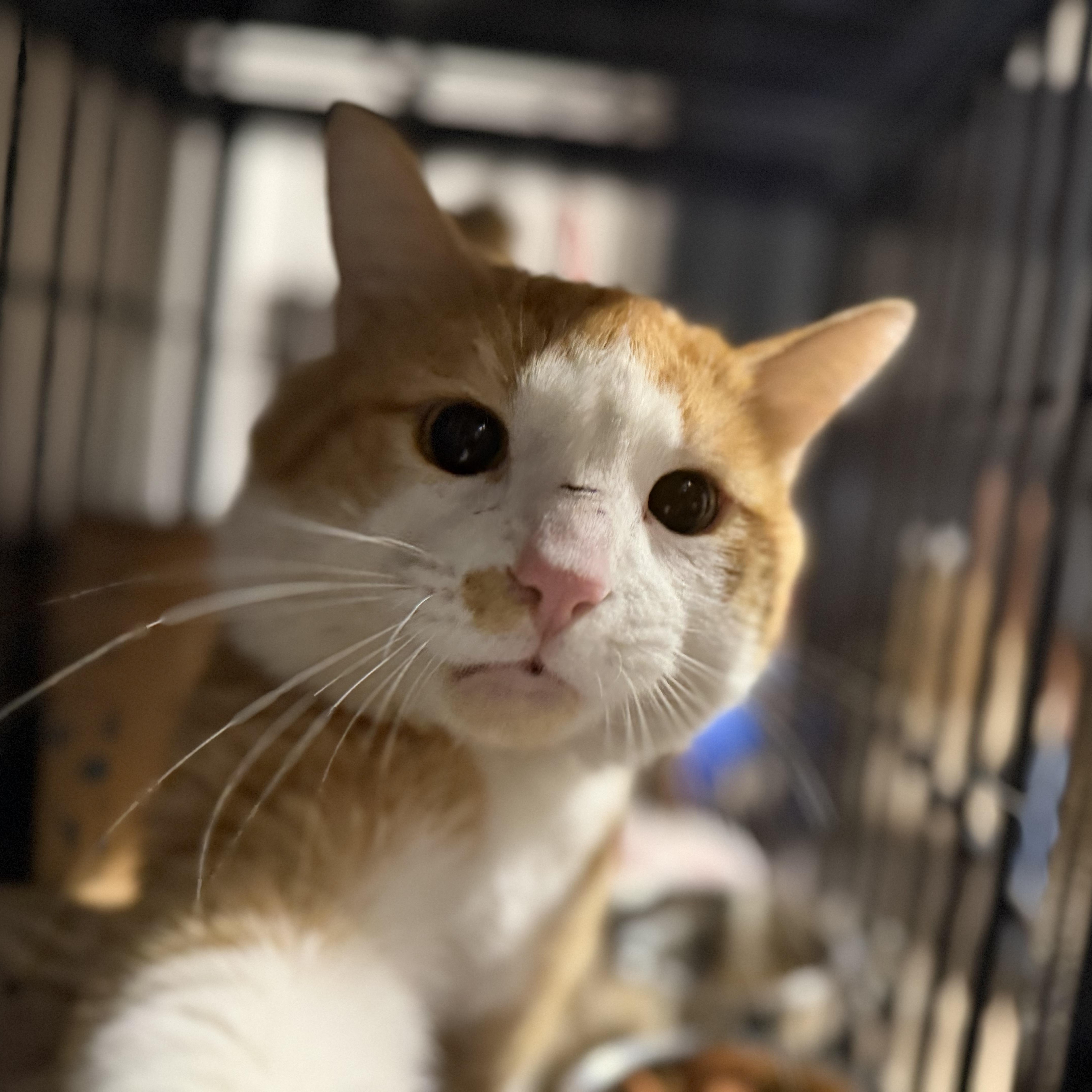 Enlarge Toulouse, a ADOPTABLE Domestic Short Hair in Pocatello, ID image 1/3