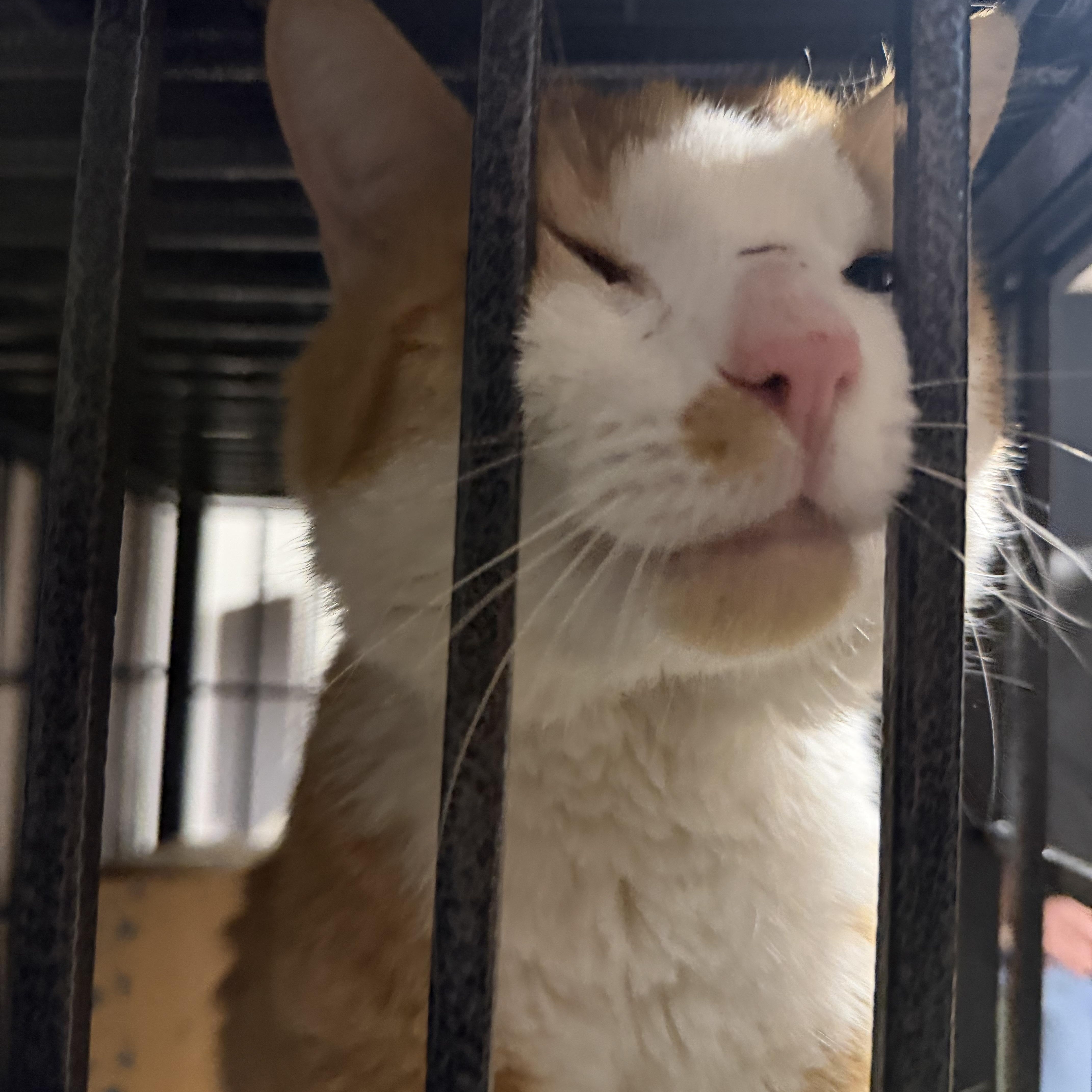 Enlarge Toulouse, a ADOPTABLE Domestic Short Hair in Pocatello, ID image 2/3