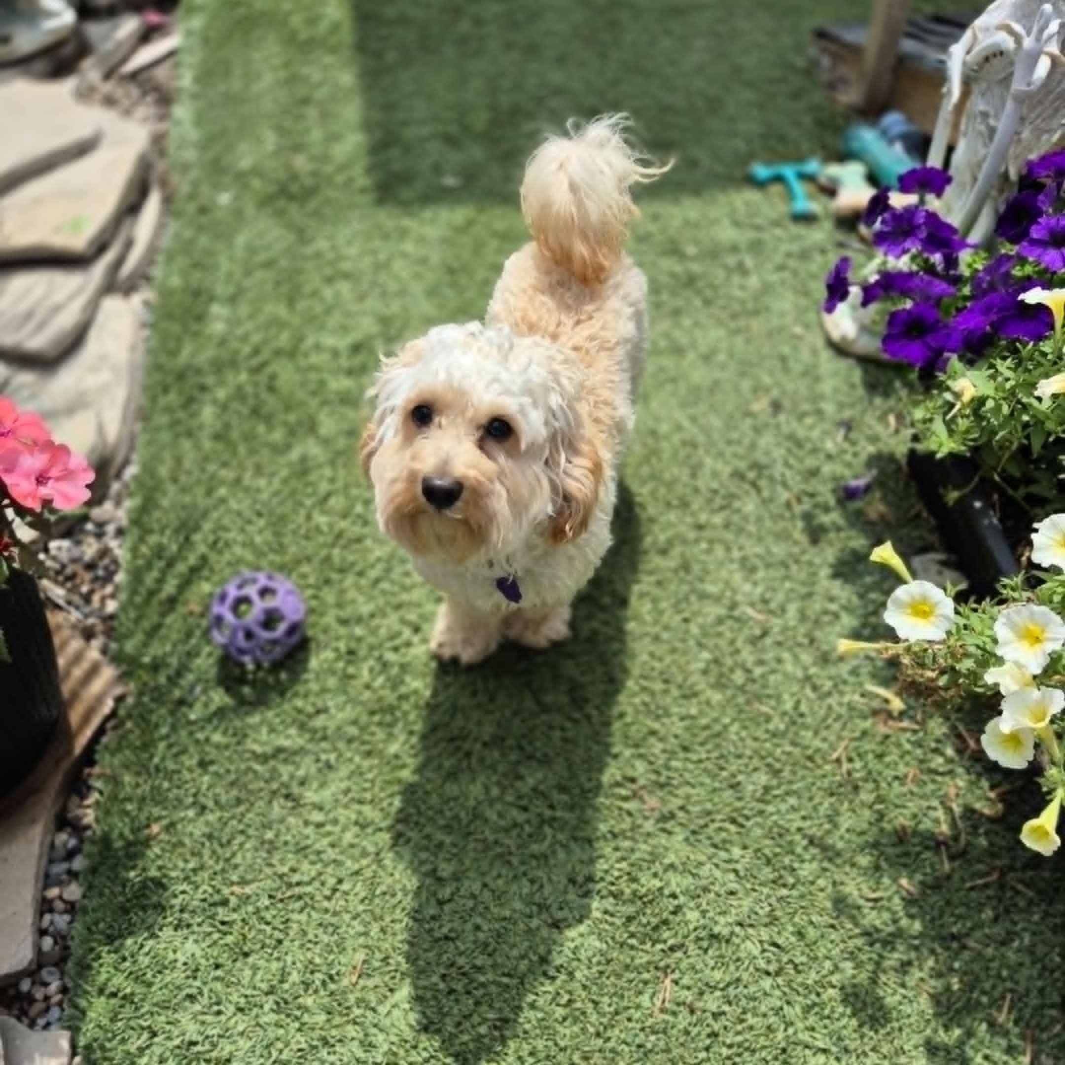 Enlarge Dennis, a Adopted Maltipoo in Chatham, ON image 2/6