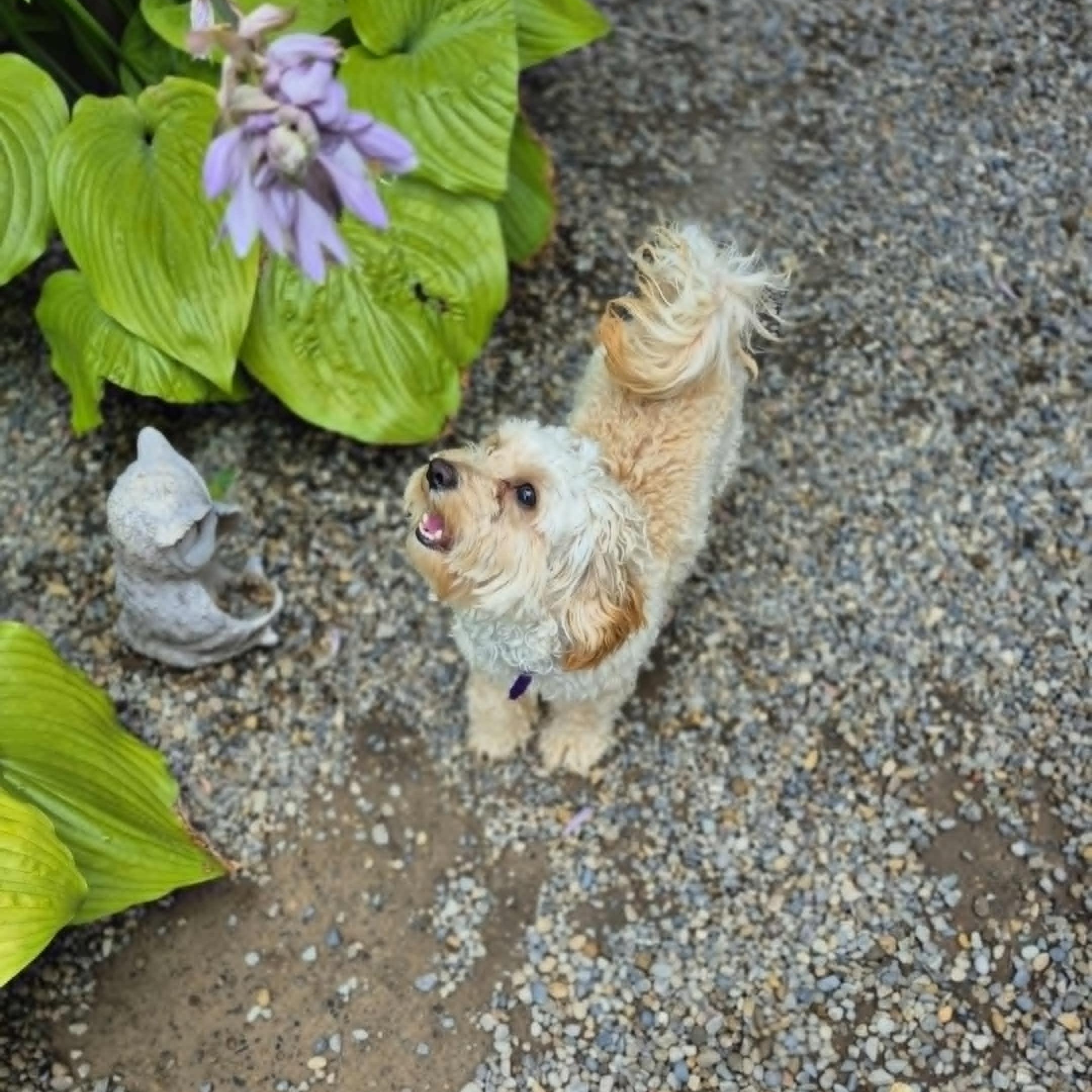 Enlarge Dennis, a Adopted Maltipoo in Chatham, ON image 3/6