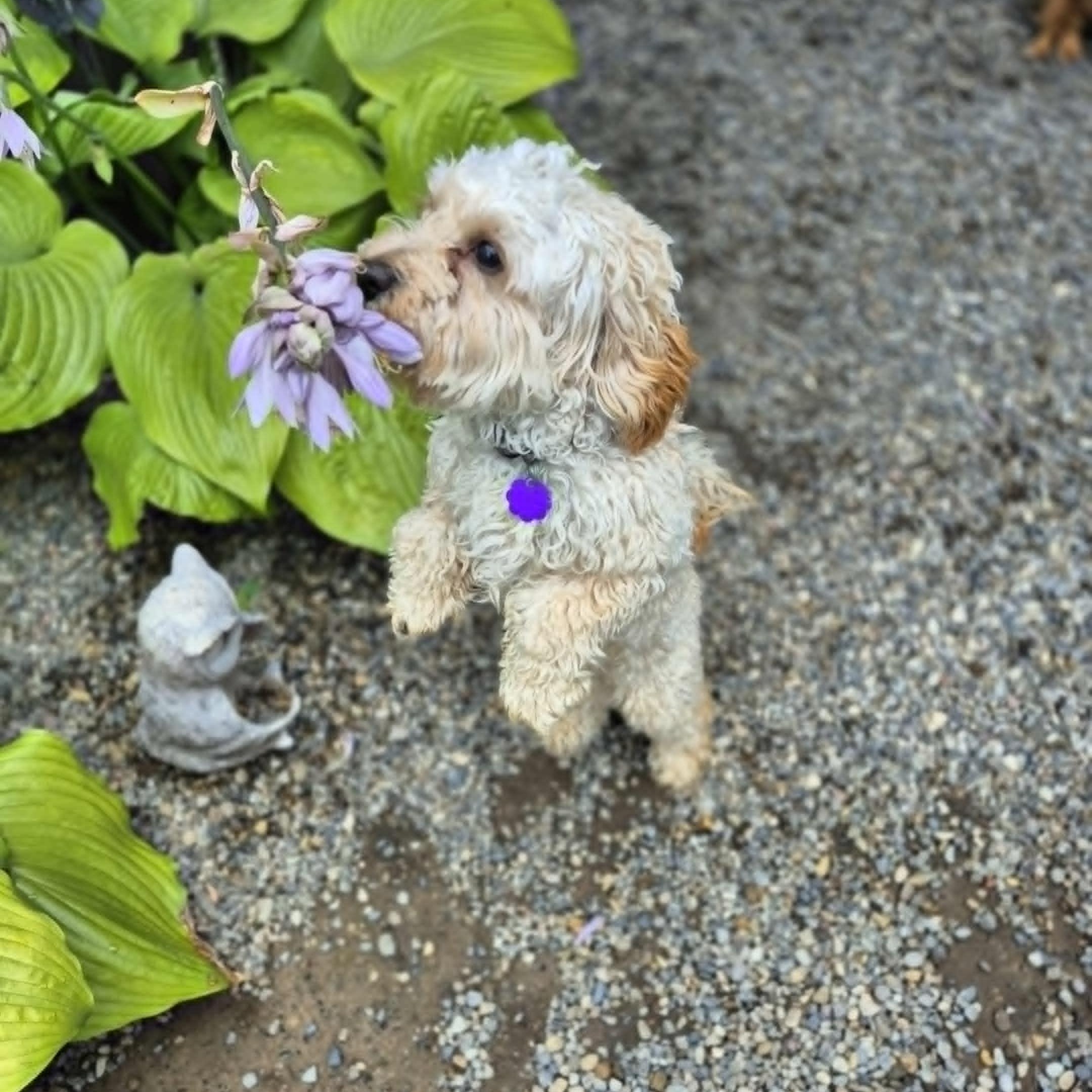 Enlarge Dennis, a Adopted Maltipoo in Chatham, ON image 5/6