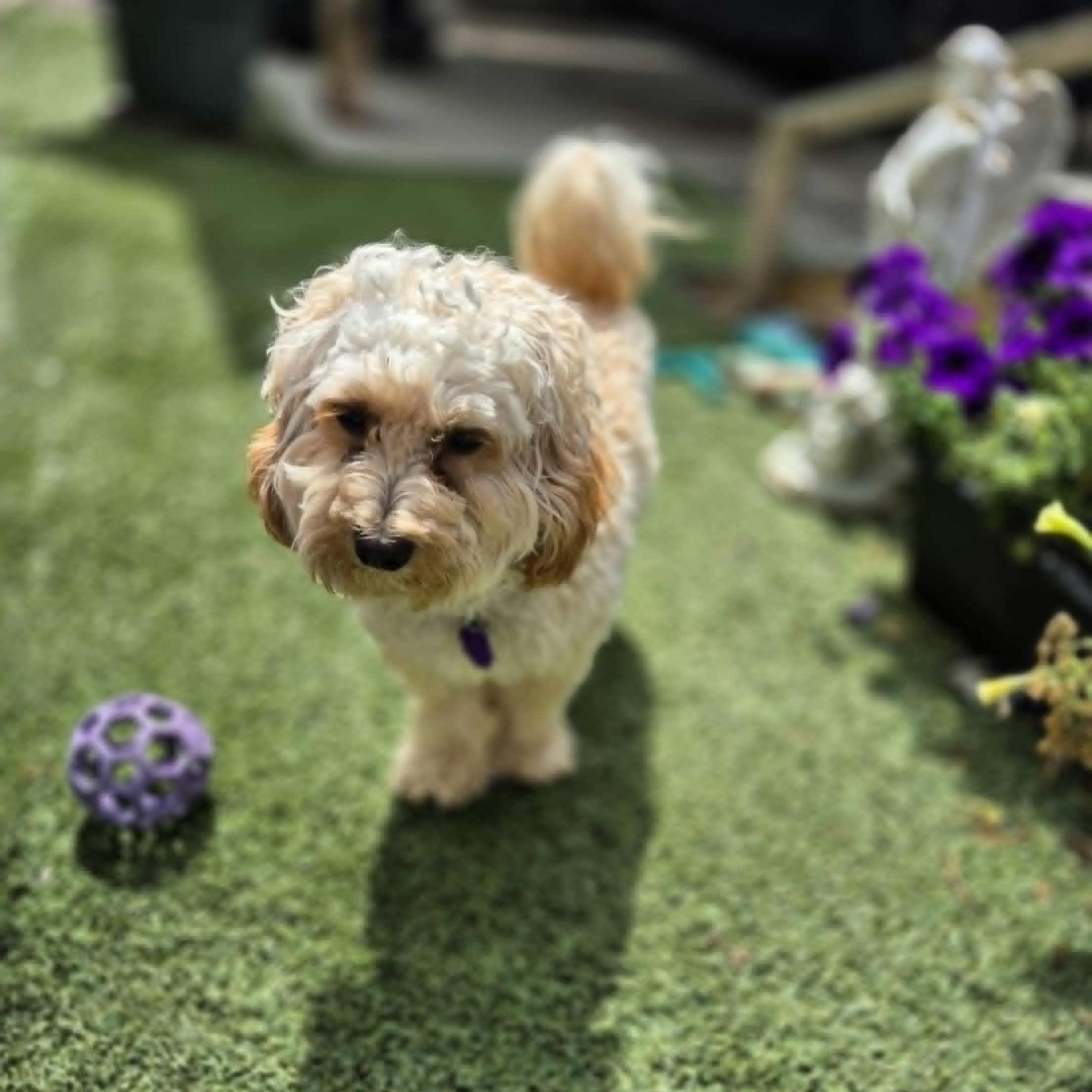 Enlarge Dennis, a Adopted Maltipoo in Chatham, ON image 6/6