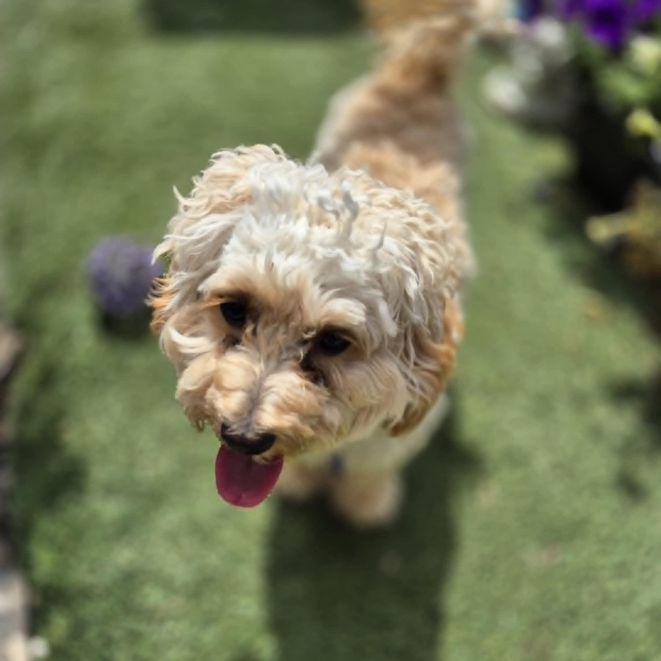 Enlarge Dennis, a Adopted Maltipoo in Chatham, ON image 4/6