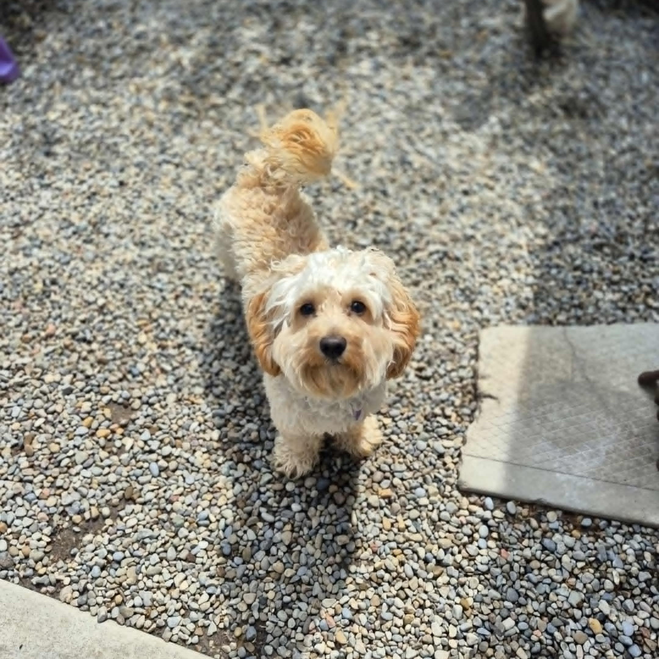 Enlarge Dennis, a Adopted Maltipoo in Chatham, ON image 1/6