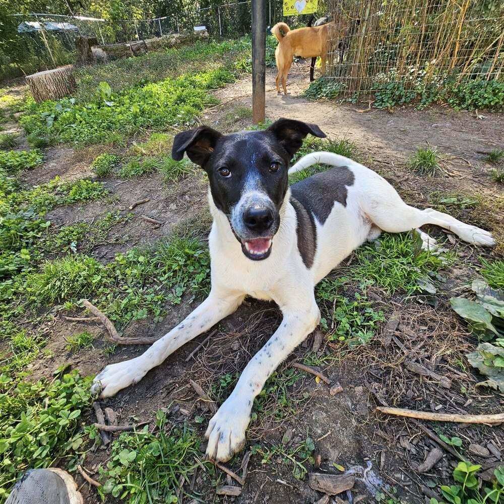 Ribsy, Adoptable, Young Male Fox Terrier.