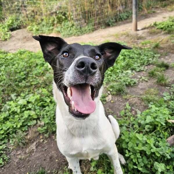 Ribsy, a Adoptable mixed breed in Hastings, MN image 2/4