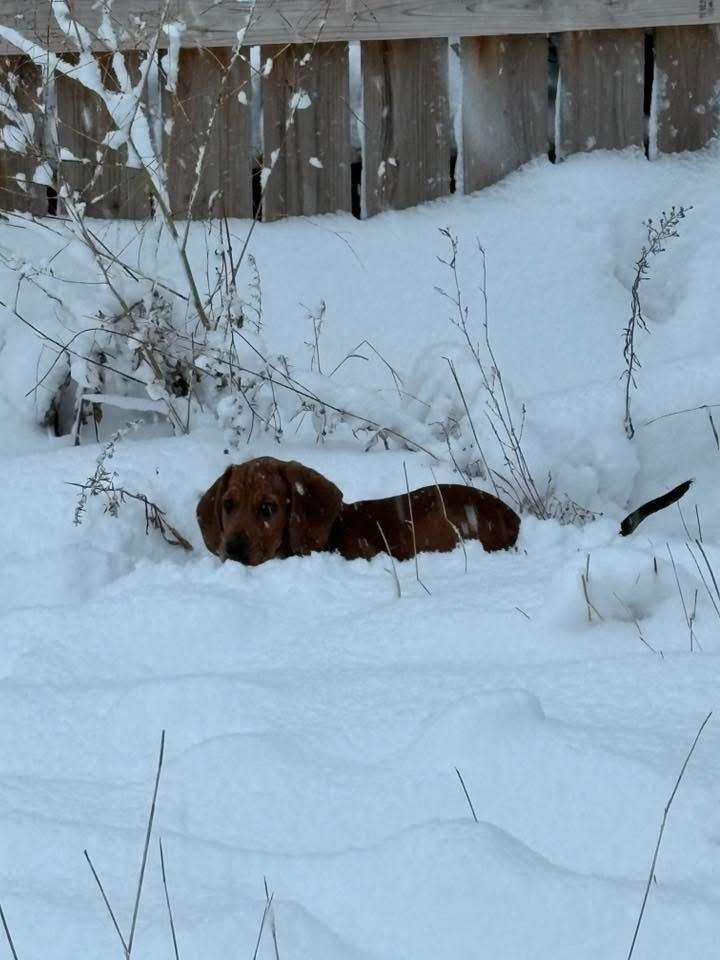 Turkey, Adopted, Puppy Male Basset Hound.