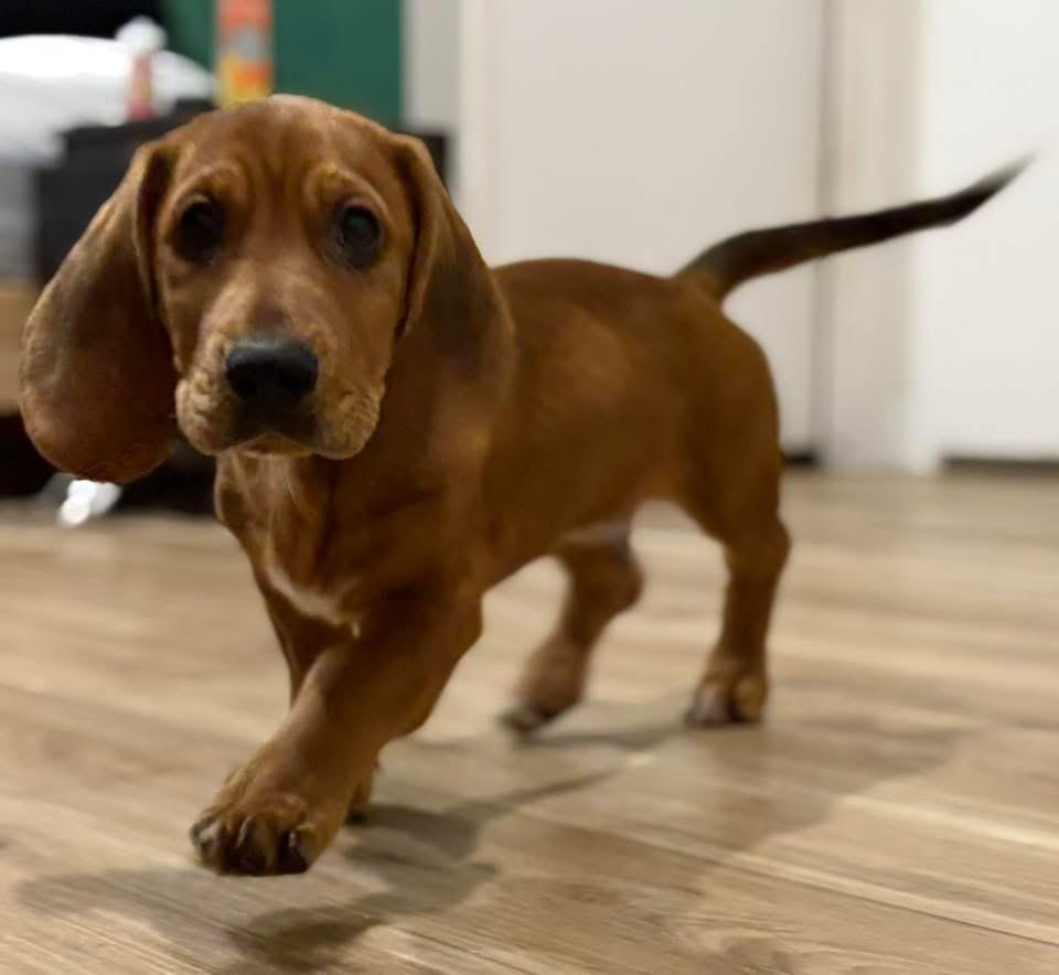 Enlarge Turkey, a Adopted mixed breed in Bristol, WI image 2/6