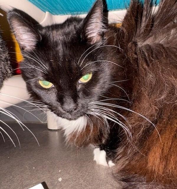 Bacall, Adoptable, Senior Female Domestic Short Hair.