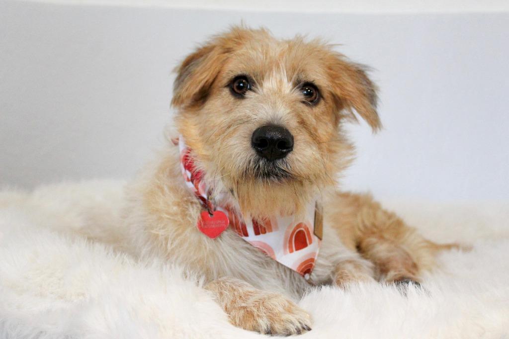 Nessa, a Adoptable Terrier in San Jose, CA image 6/6