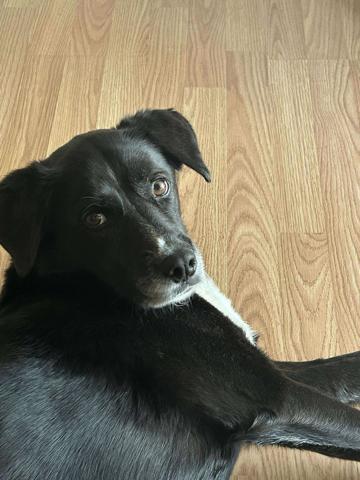 Enlarge Stanley, a Adoptable mixed breed in Hagerstown, MD image 5/5