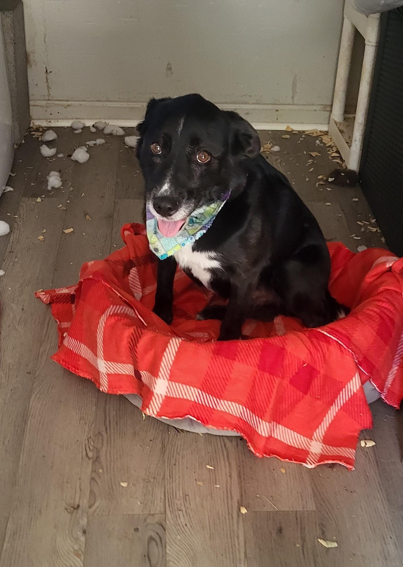 Stanley, Adoptable, Adult Male Labrador Retriever & Beagle.