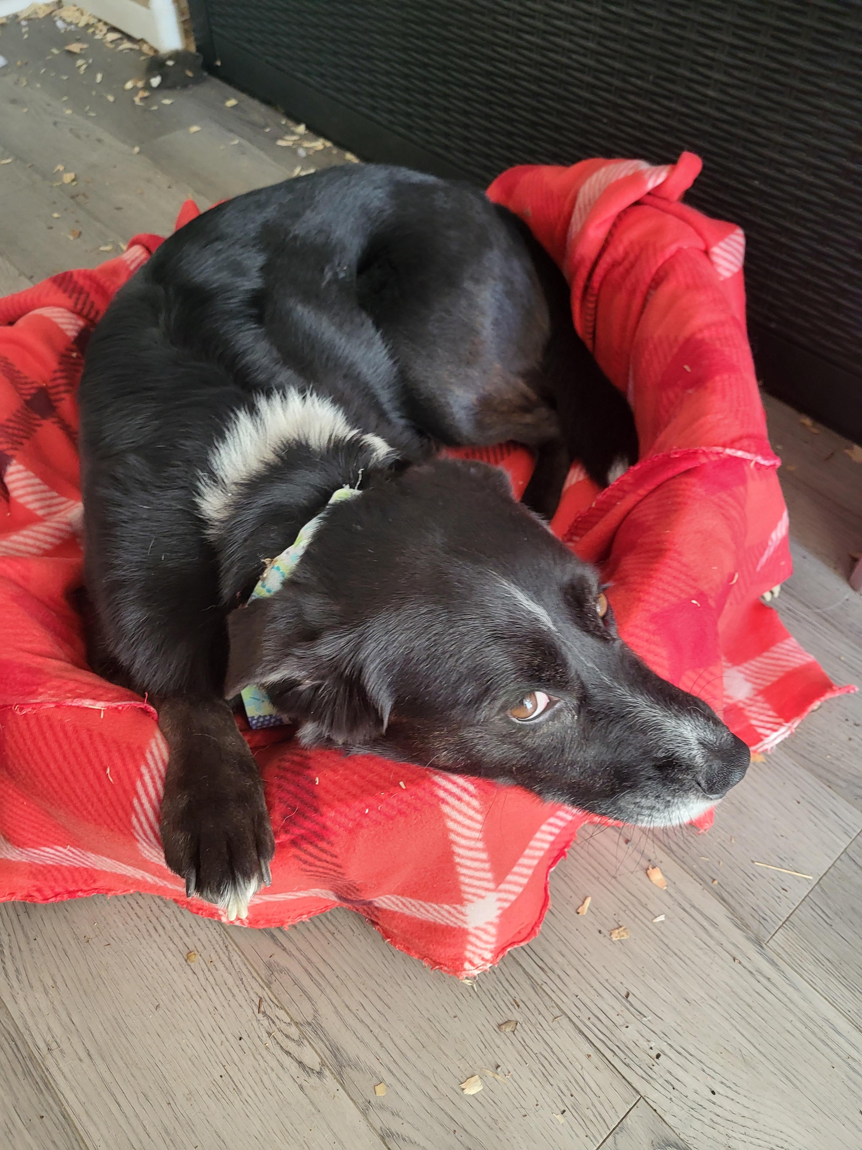 Enlarge Stanley, a Adoptable mixed breed in Hagerstown, MD image 4/5