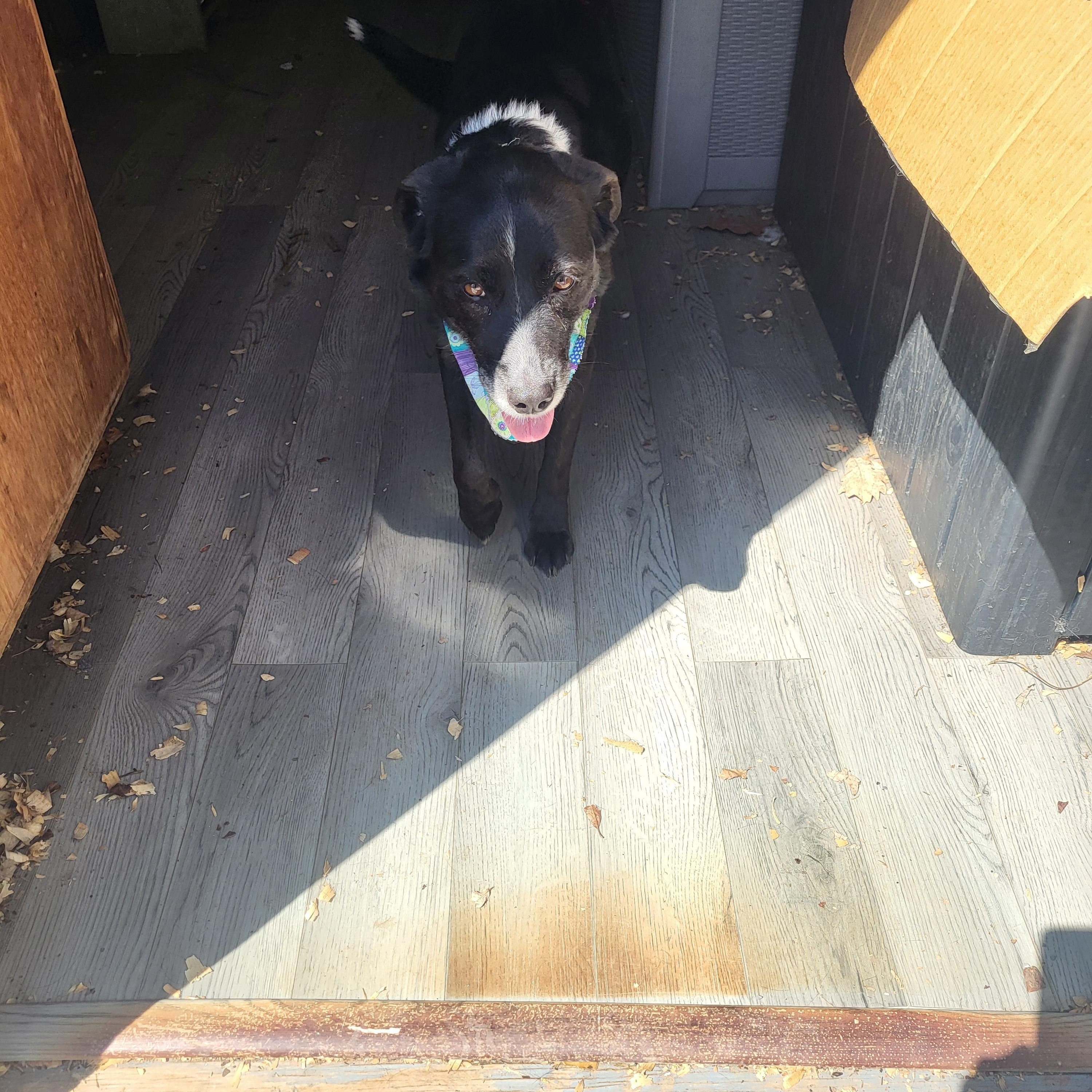 Enlarge Stanley, a Adoptable mixed breed in Hagerstown, MD image 3/5