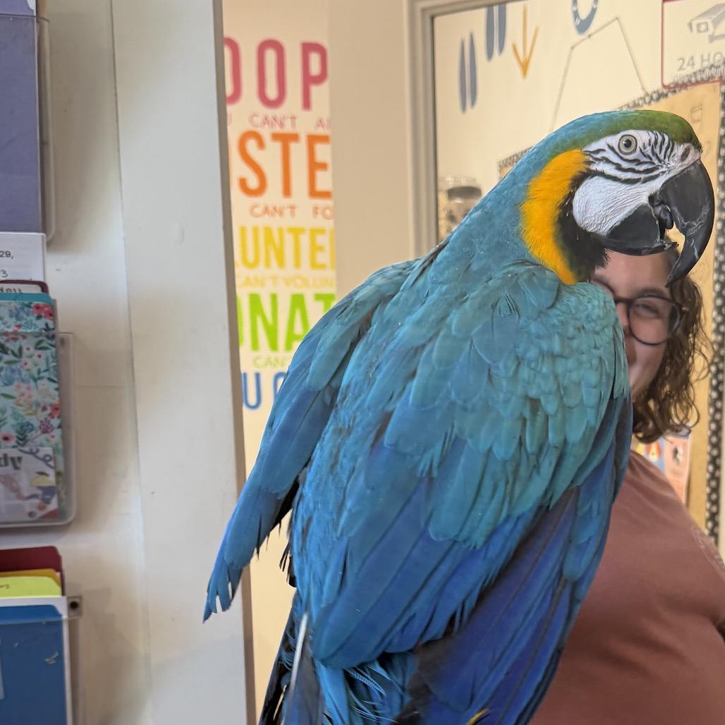 Enlarge Charlie, a Adoptable Macaw in Quakertown, PA image 2/2