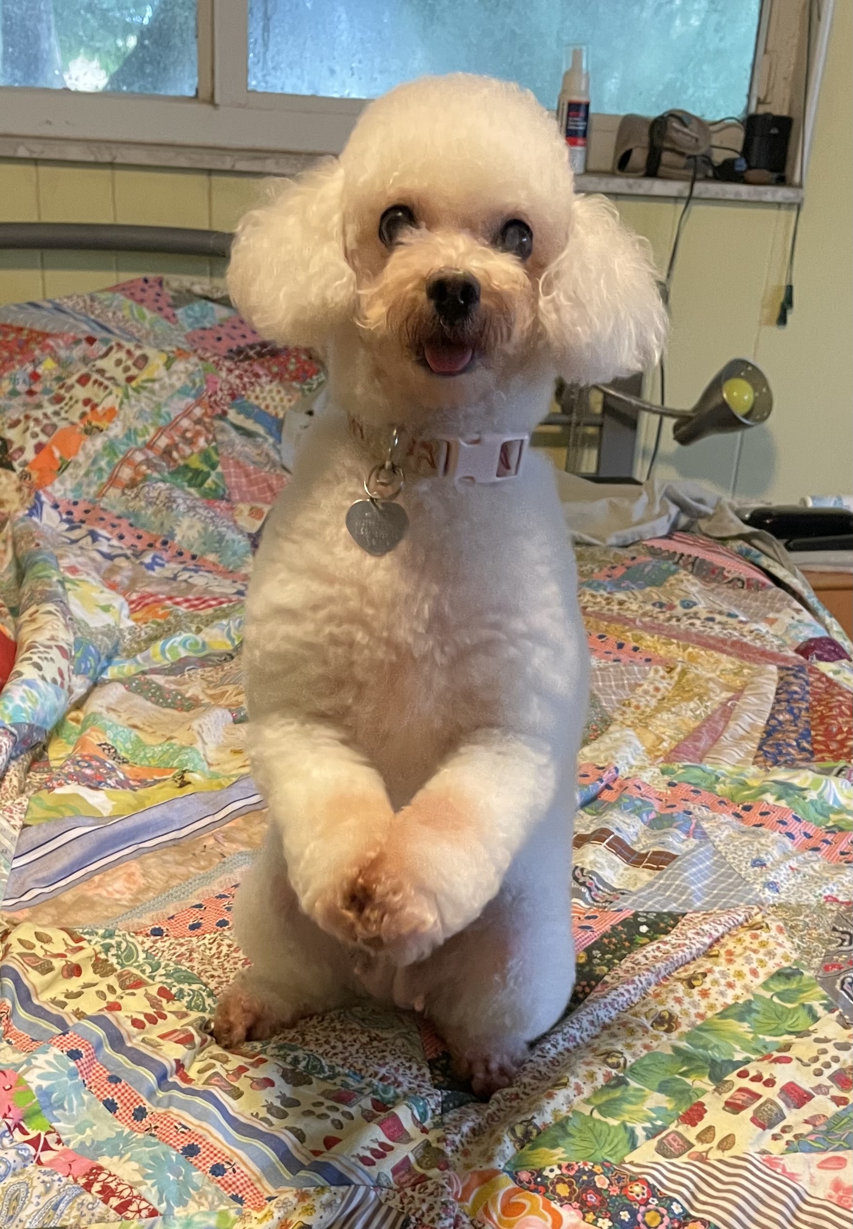 Enlarge Sasha, a Adopted Miniature Poodle in Davie, FL image 1/3