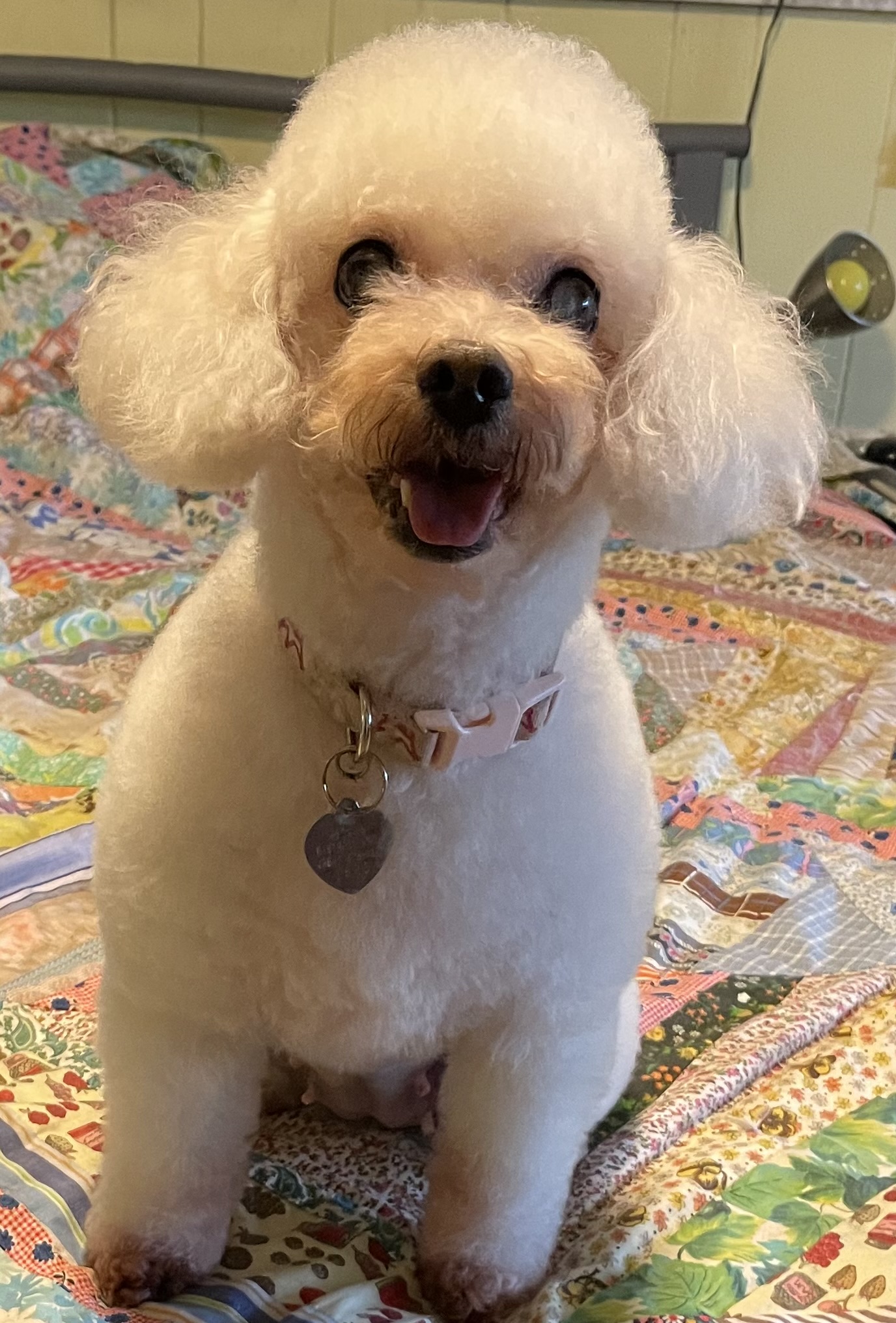 Enlarge Sasha, a Adopted Miniature Poodle in Davie, FL image 2/3
