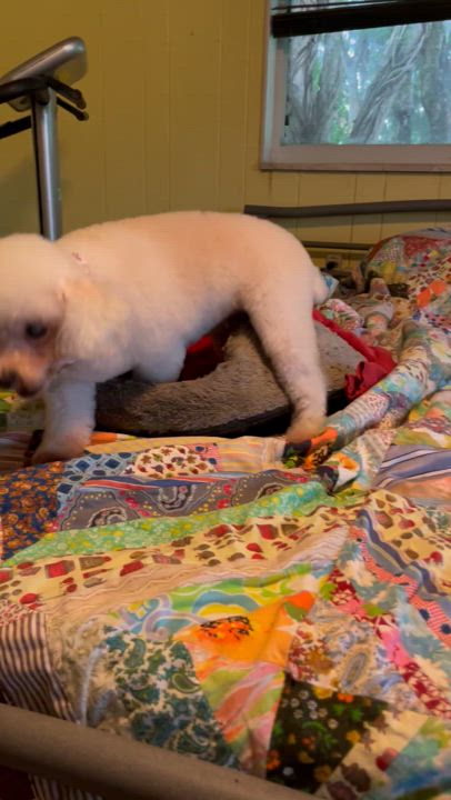 Enlarge Sasha, a Adopted Miniature Poodle in Davie, FL video 3/3