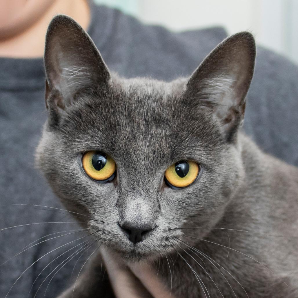 Enlarge Shadow, a Adoptable Domestic Short Hair in Middletown, RI image 1/1
