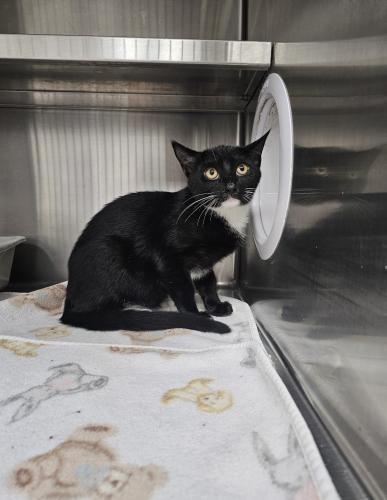 Drake, Adoptable, Young Male Domestic Short Hair.