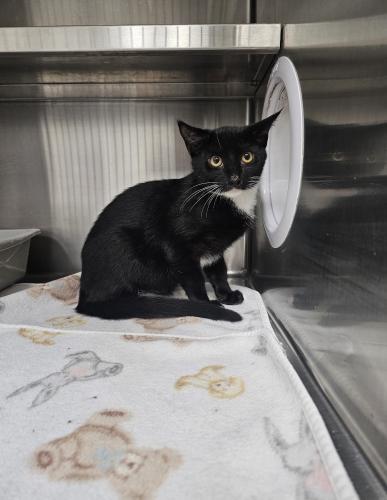 Enlarge Drake, a Adoptable Domestic Short Hair in Webster, MA image 2/2