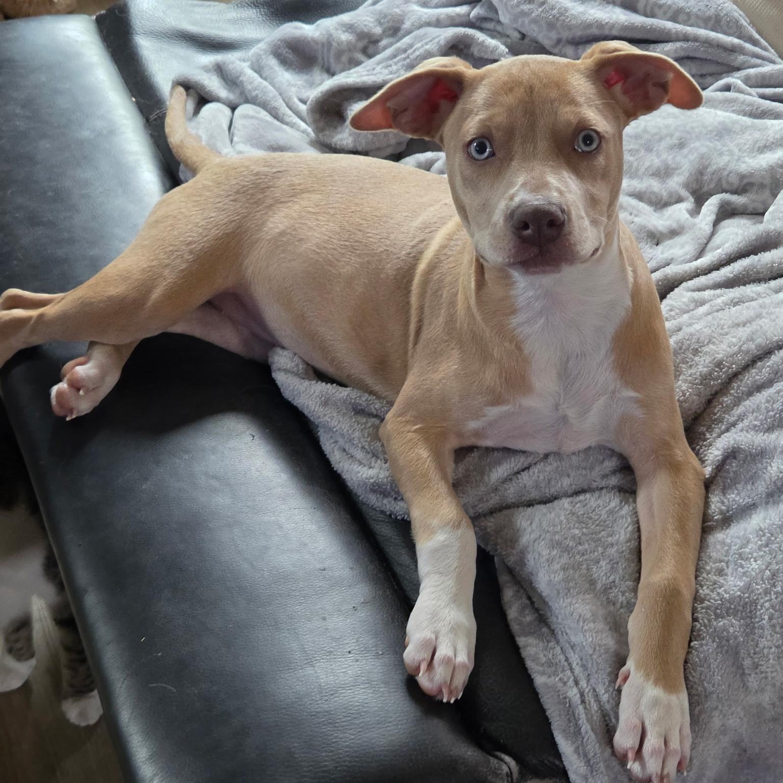 HEAVEN, Adoptable, Young Female Labrador Retriever.