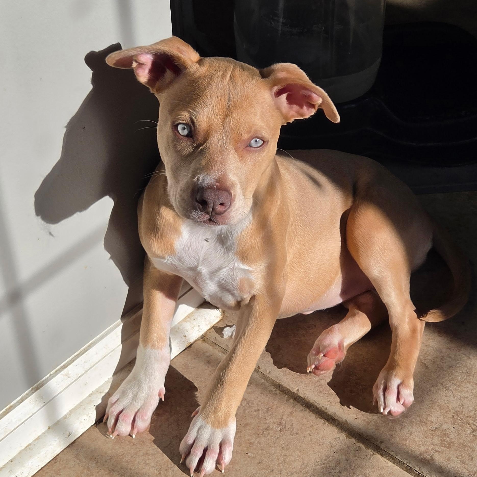 Enlarge HEAVEN, a Adoptable mixed breed in Nashville, TN image 4/4