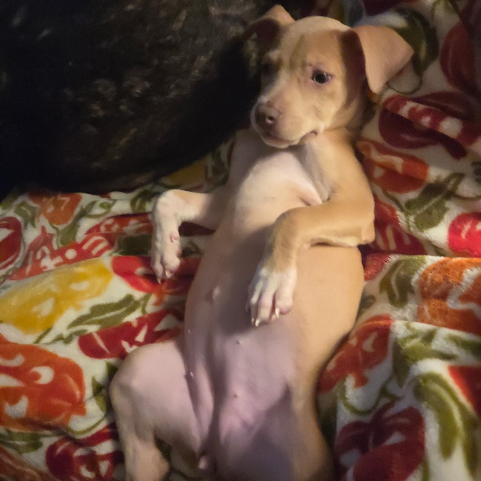 Enlarge HEAVEN, a Adoptable mixed breed in Nashville, TN image 3/4