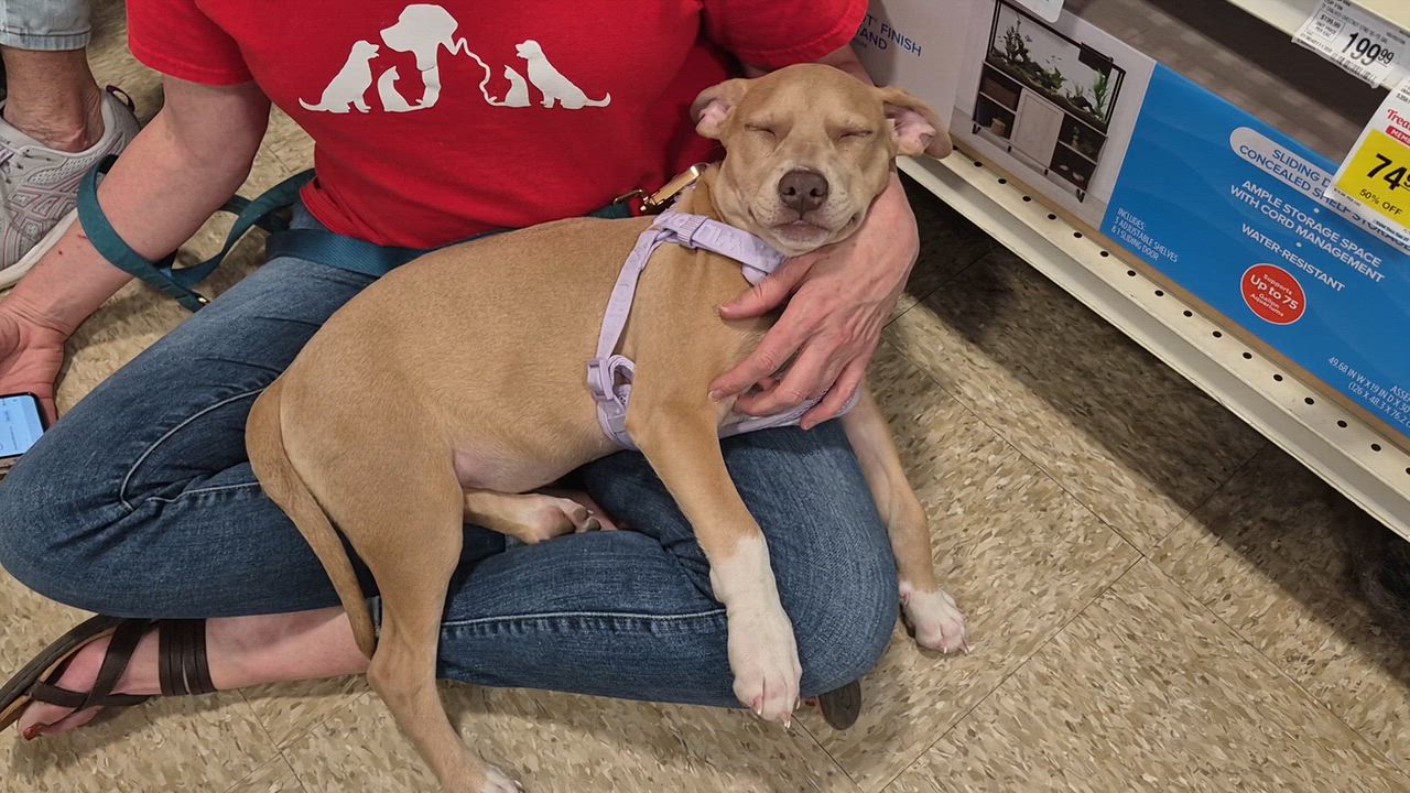 Enlarge HEAVEN, a Adoptable mixed breed in Nashville, TN video 2/4