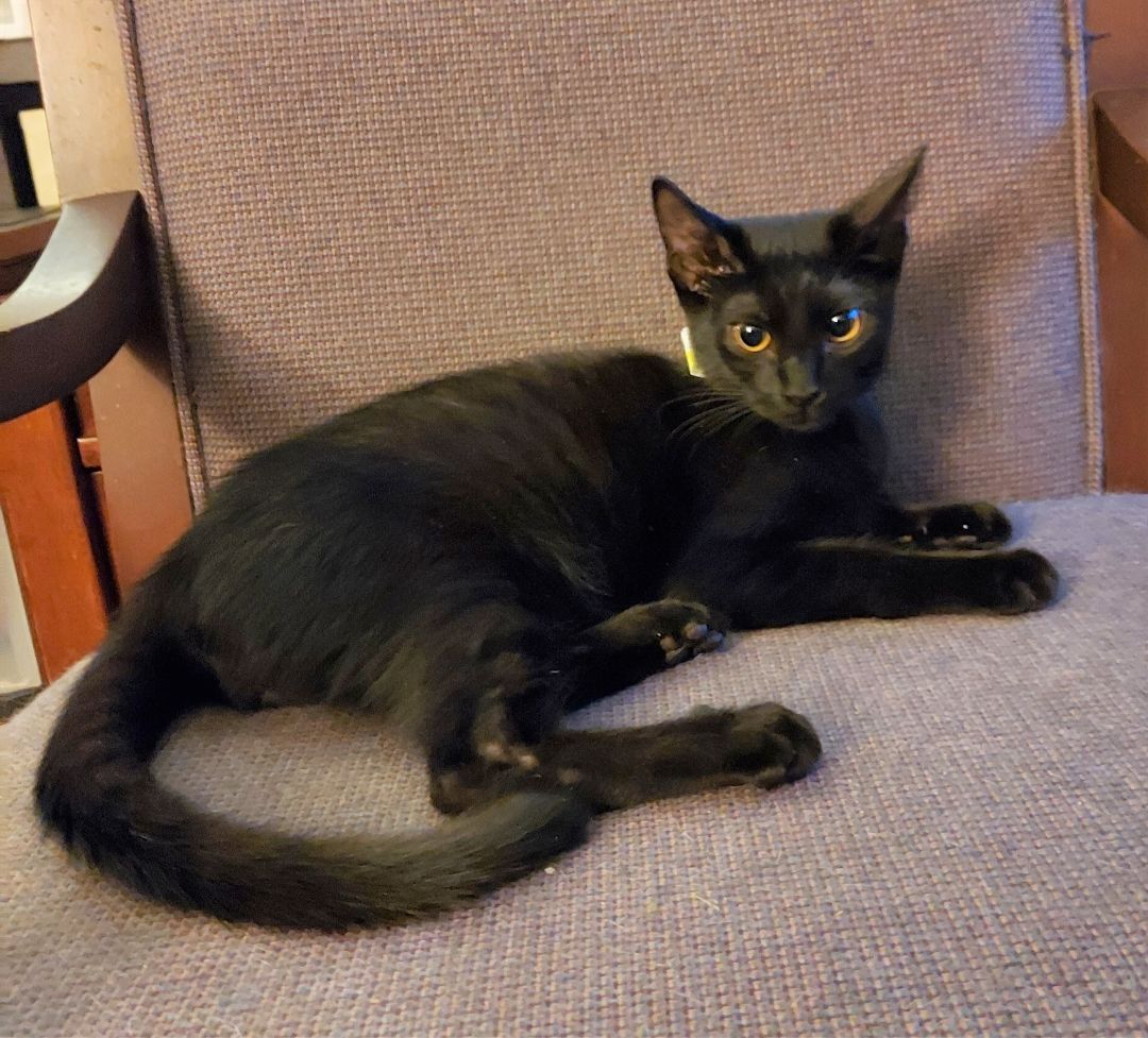 Enlarge Perry, a Adoptable Domestic Short Hair in RIVERSIDE, CA image 1/1