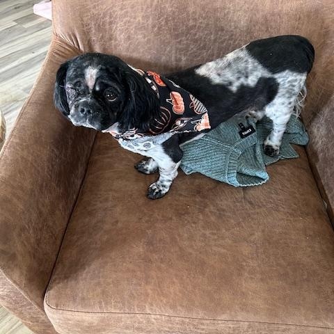 Enlarge Jayden , an adopted mixed breed in Elgin, IL image 1/1