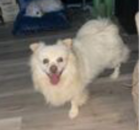 Leo, Adult Male Pomeranian