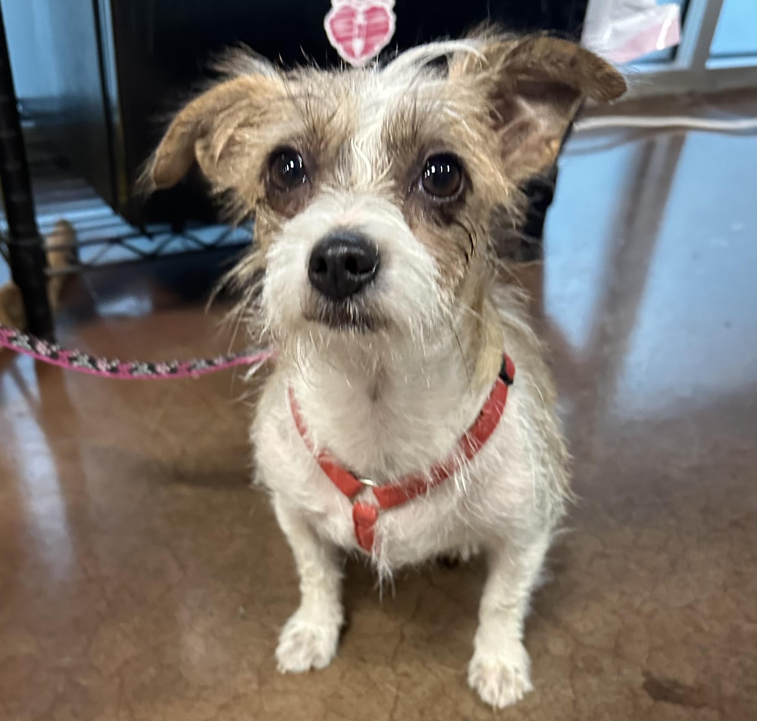Tia, an adoptable mixed breed in Monroe, NC image 2/6