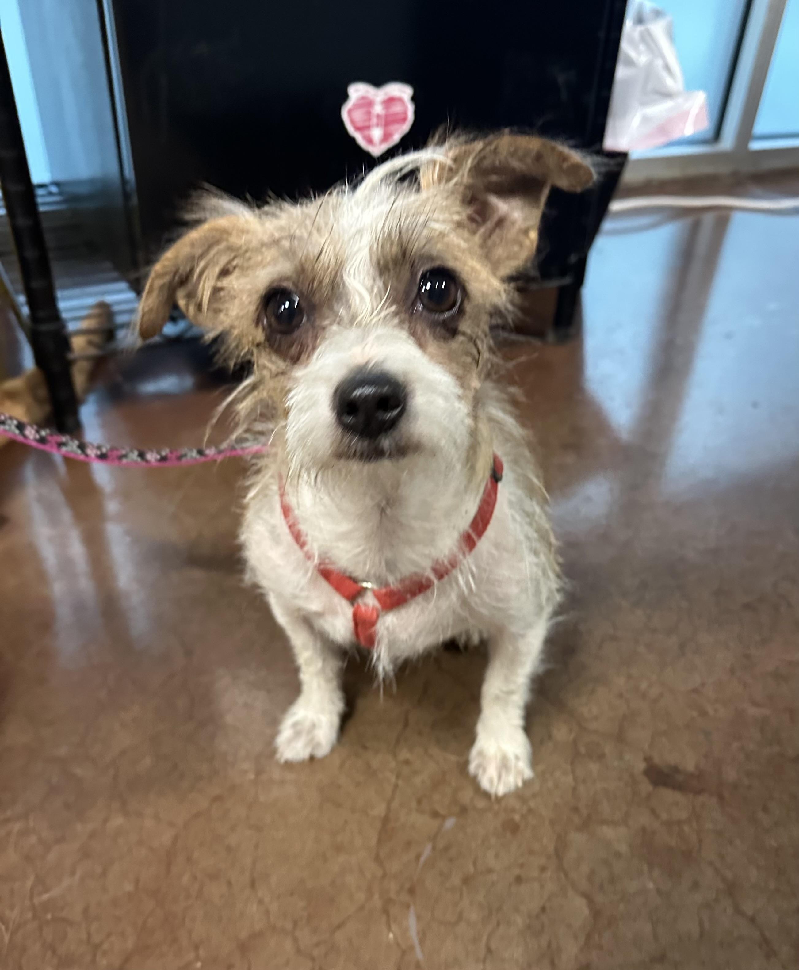 Tia, an adoptable mixed breed in Monroe, NC image 3/6