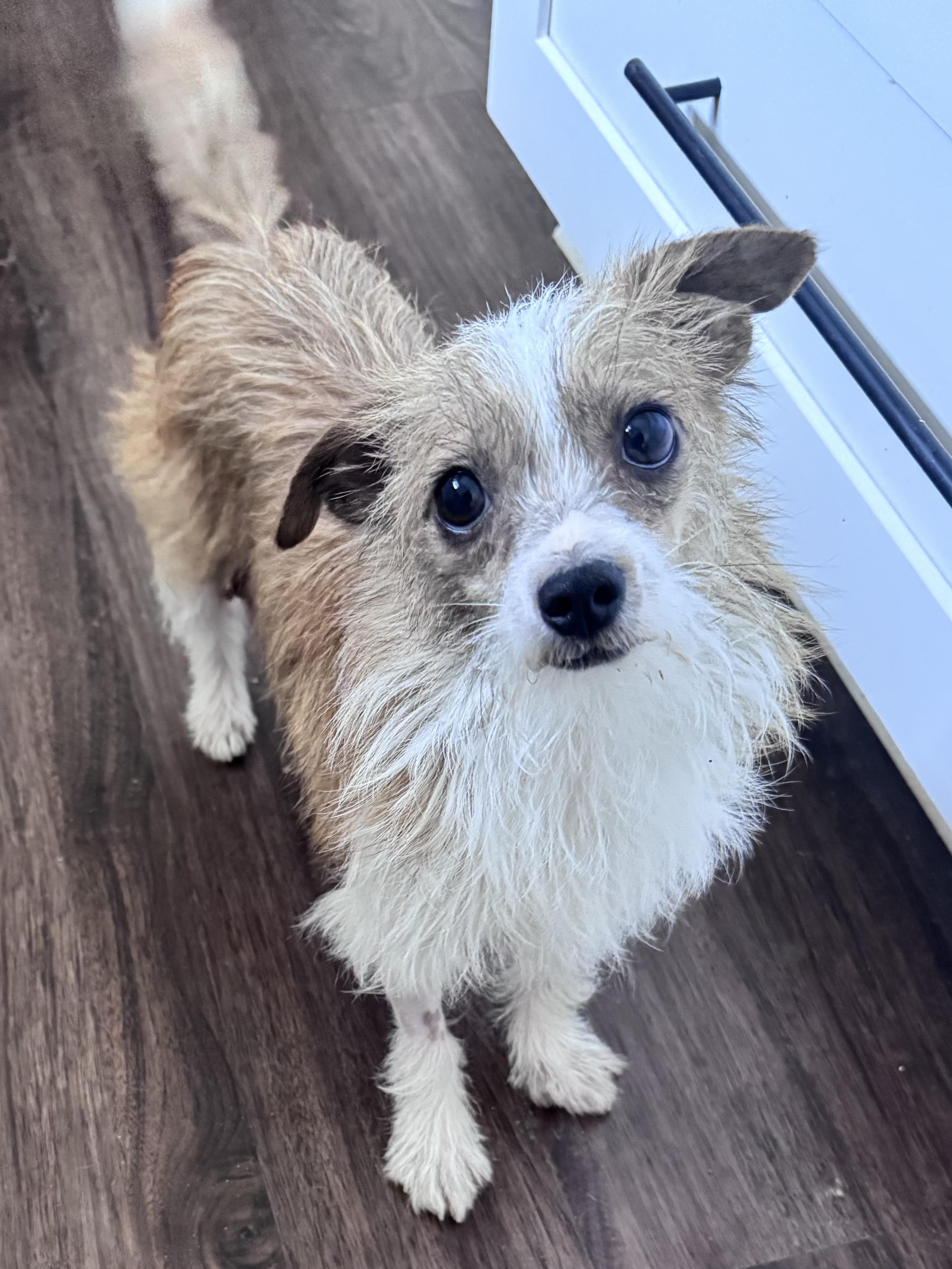 Tia, adoptable, Young Female Maltese & Chihuahua.