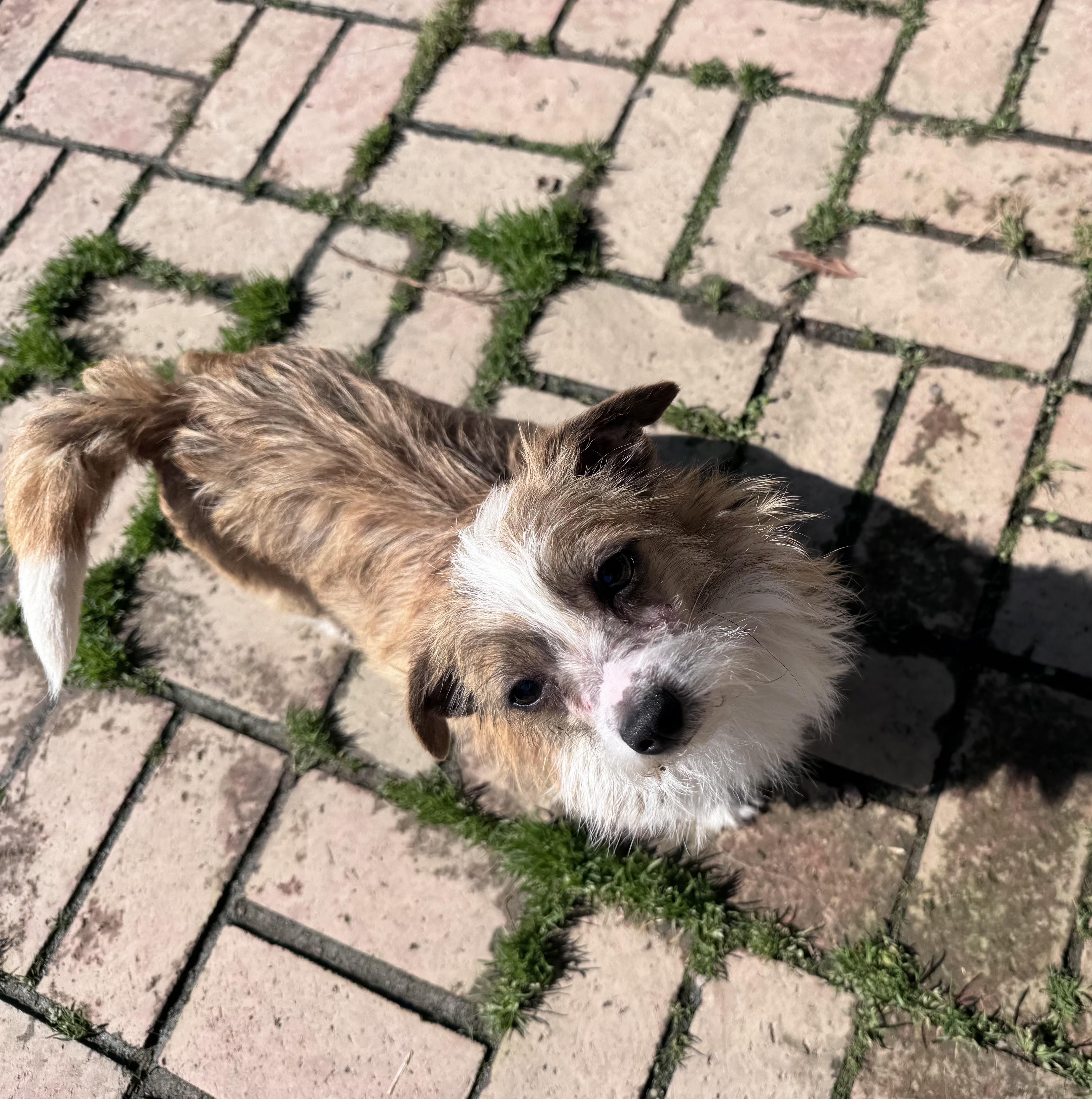 Enlarge Tia, an adoptable mixed breed in Monroe, NC image 4/6