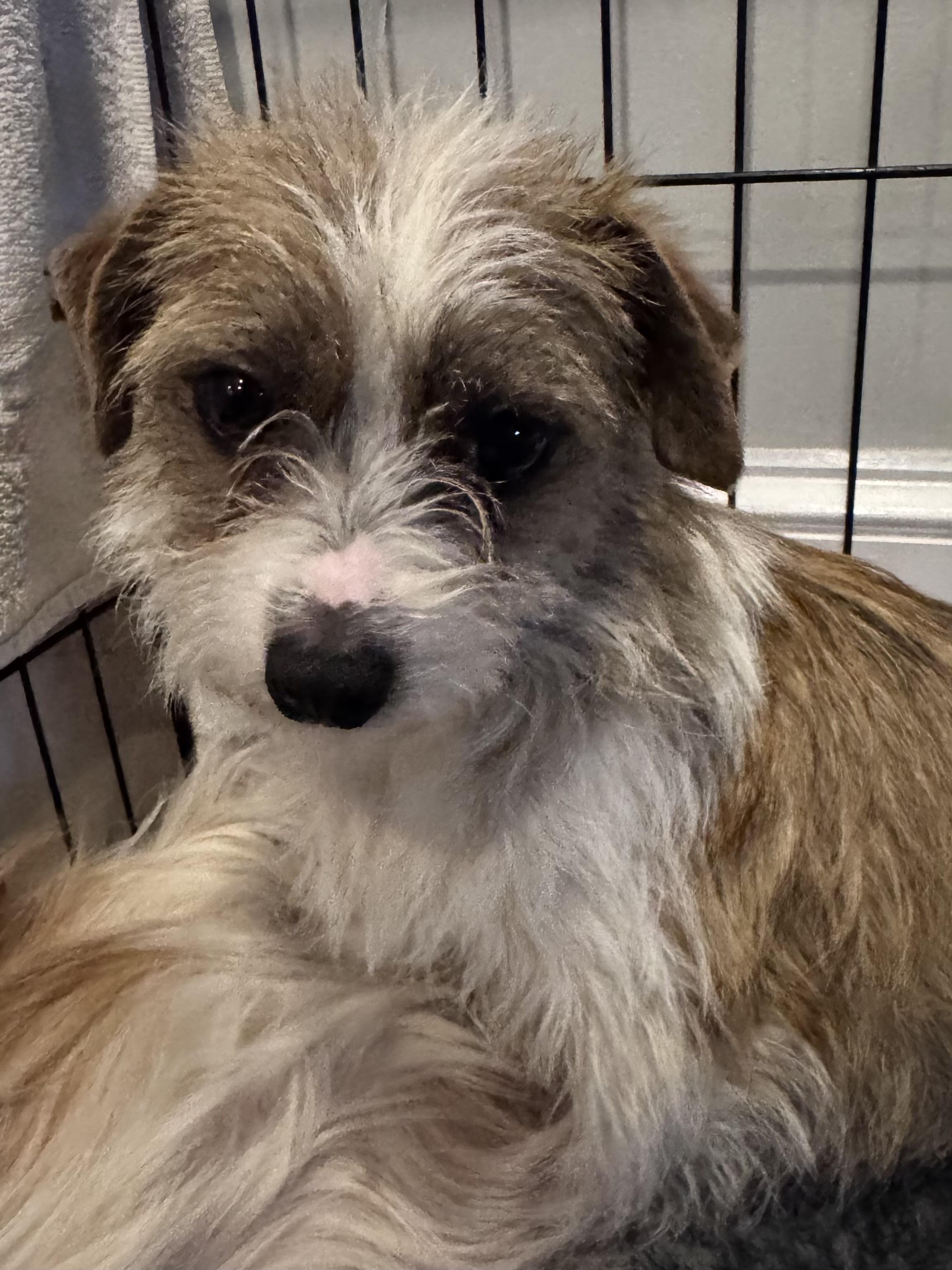 Enlarge Tia, an adoptable mixed breed in Monroe, NC image 3/6