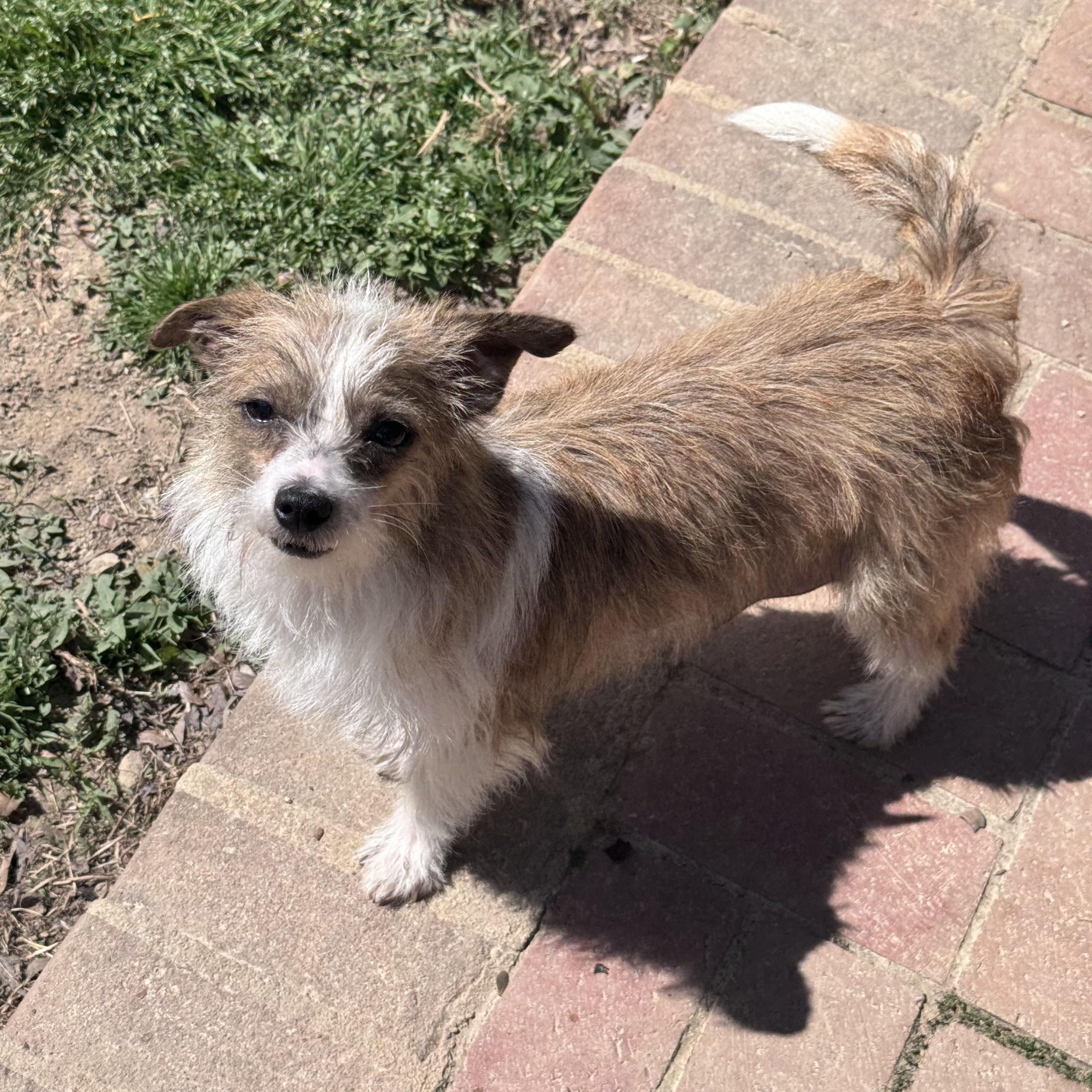 Enlarge Tia, an adoptable mixed breed in Monroe, NC image 5/6