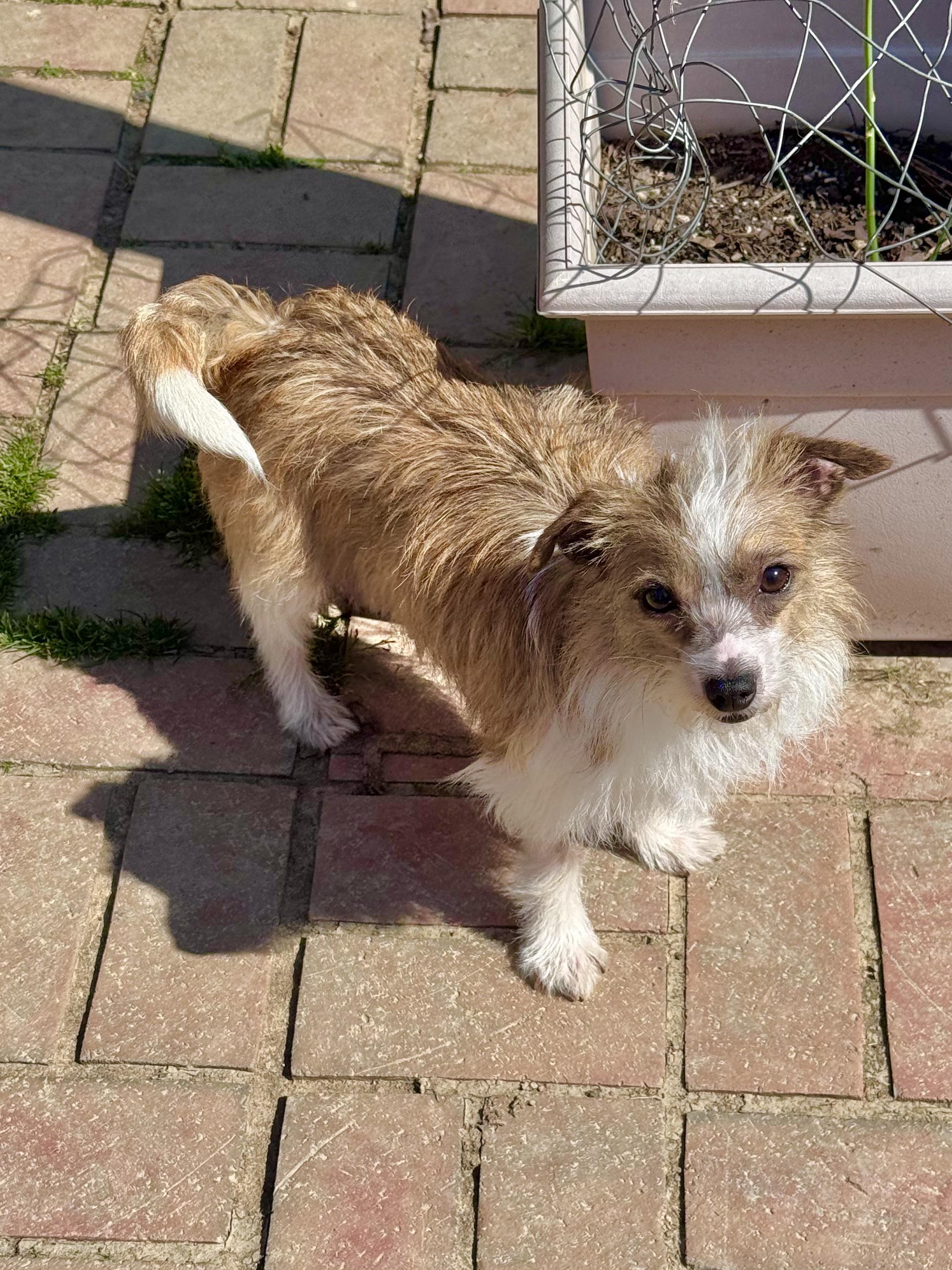 Enlarge Tia, an adoptable mixed breed in Monroe, NC image 2/6