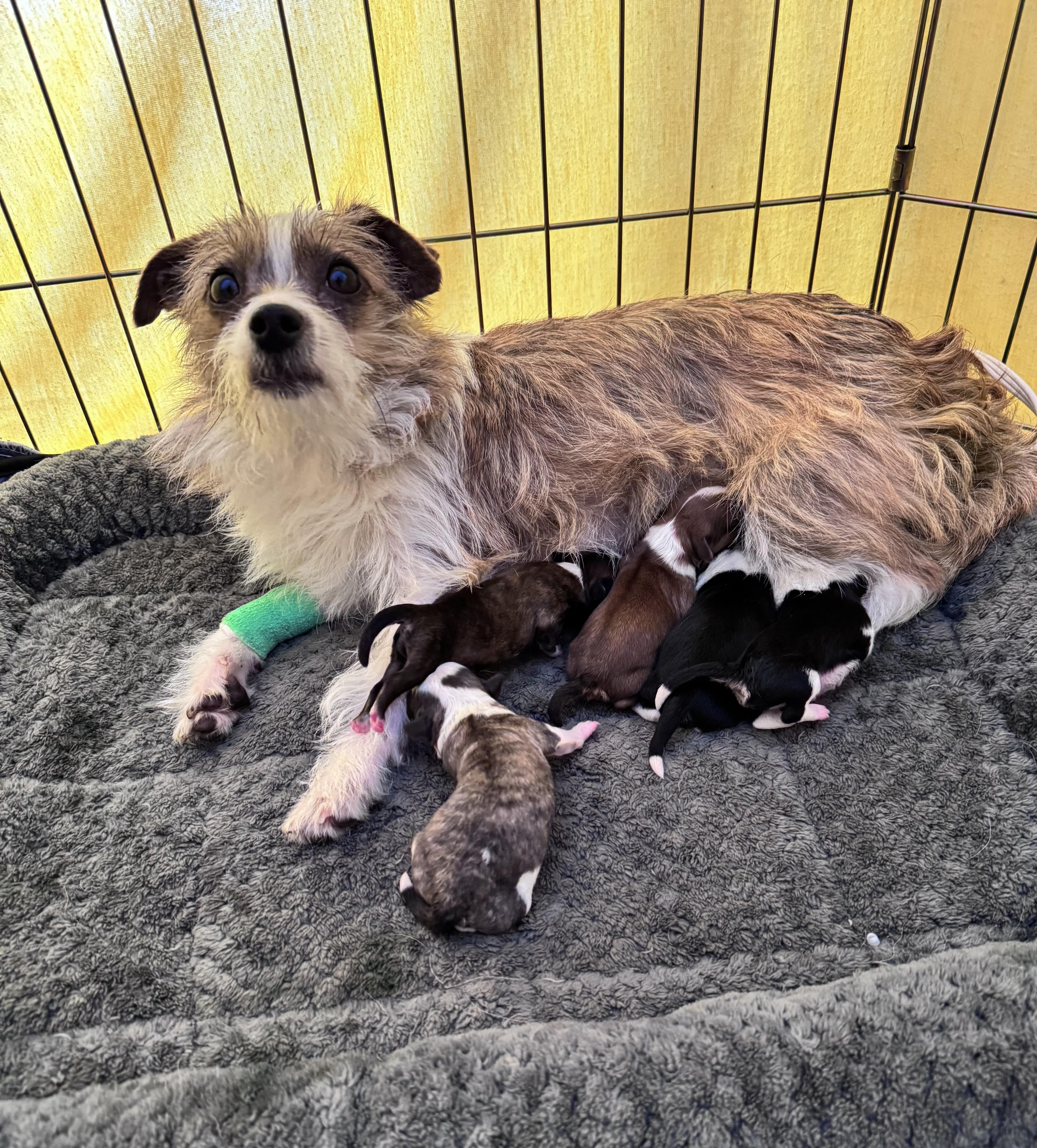Enlarge Tia, an adoptable mixed breed in Monroe, NC image 6/6
