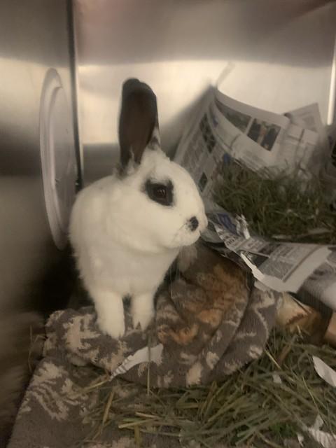 HEALDSBURG, Adoptable, Adult Male Bunny Rabbit.