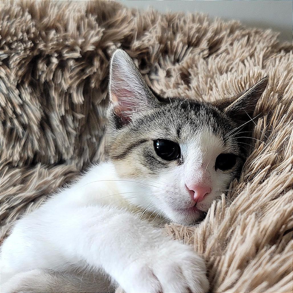 Pan, Adoptable, Young Male Domestic Short Hair.