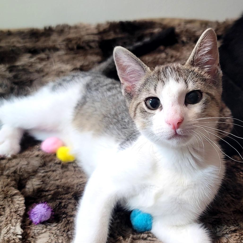 Enlarge Pan, a Adoptable Domestic Short Hair in Plainfield, IL image 2/5