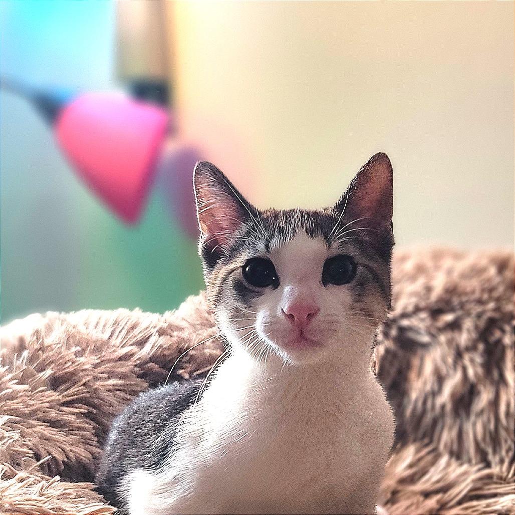 Enlarge Pan, a Adoptable Domestic Short Hair in Plainfield, IL image 3/5