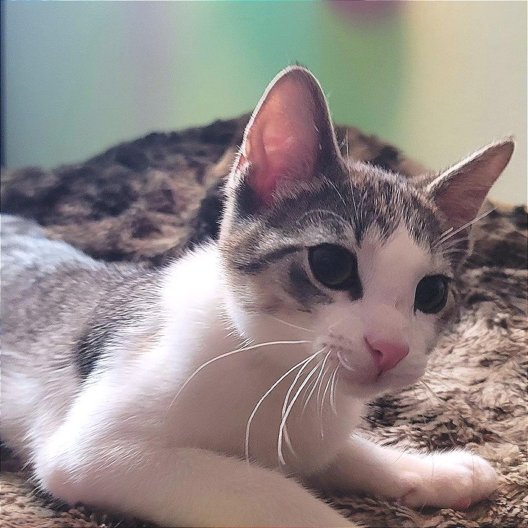 Enlarge Pan, a Adoptable Domestic Short Hair in Plainfield, IL image 4/5