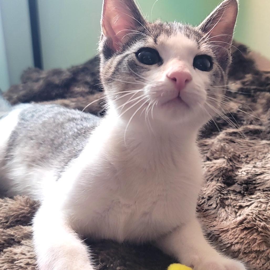 Enlarge Pan, a Adoptable Domestic Short Hair in Plainfield, IL image 5/5