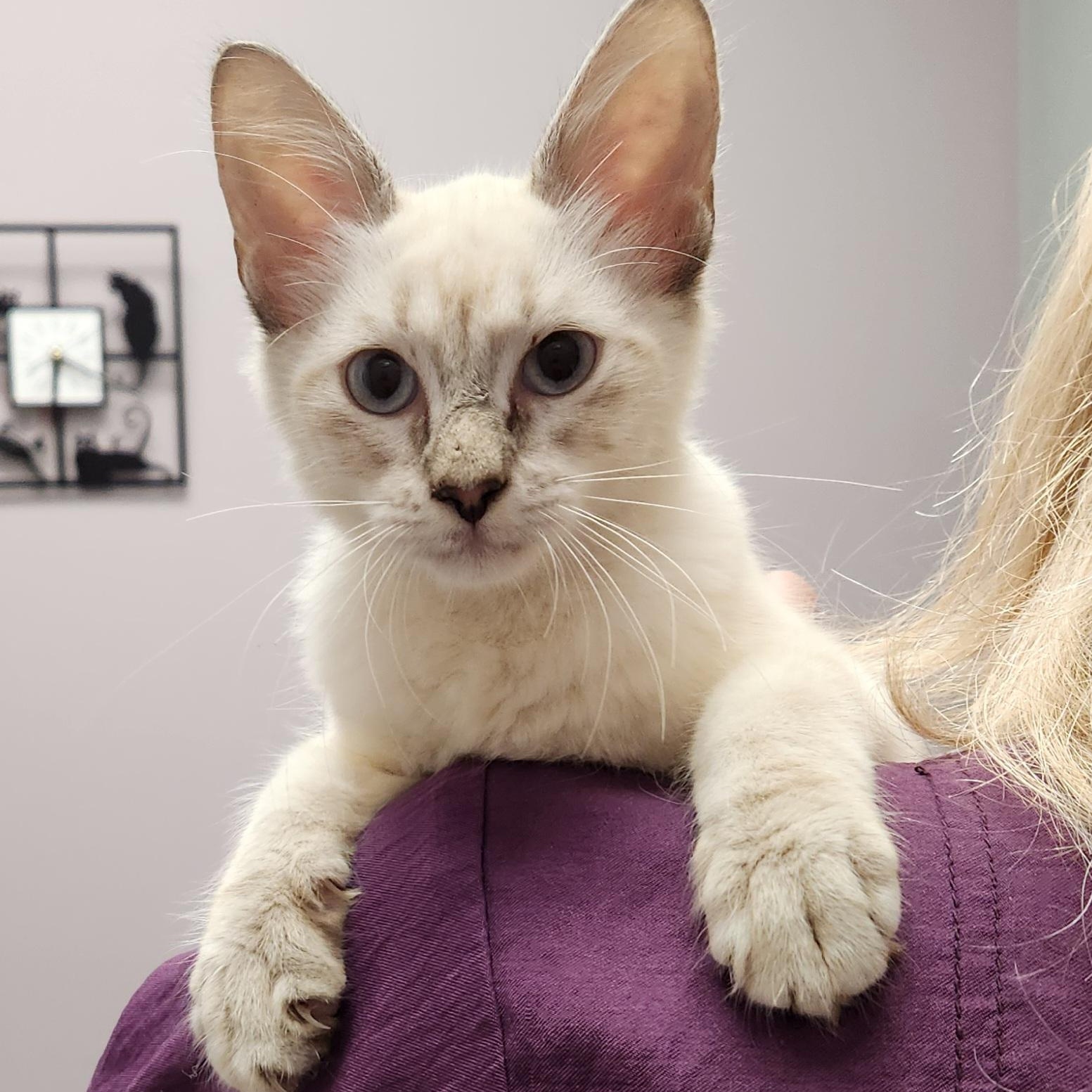 Lizzy, ADOPTABLE, Kitten Female Siamese & Tabby.