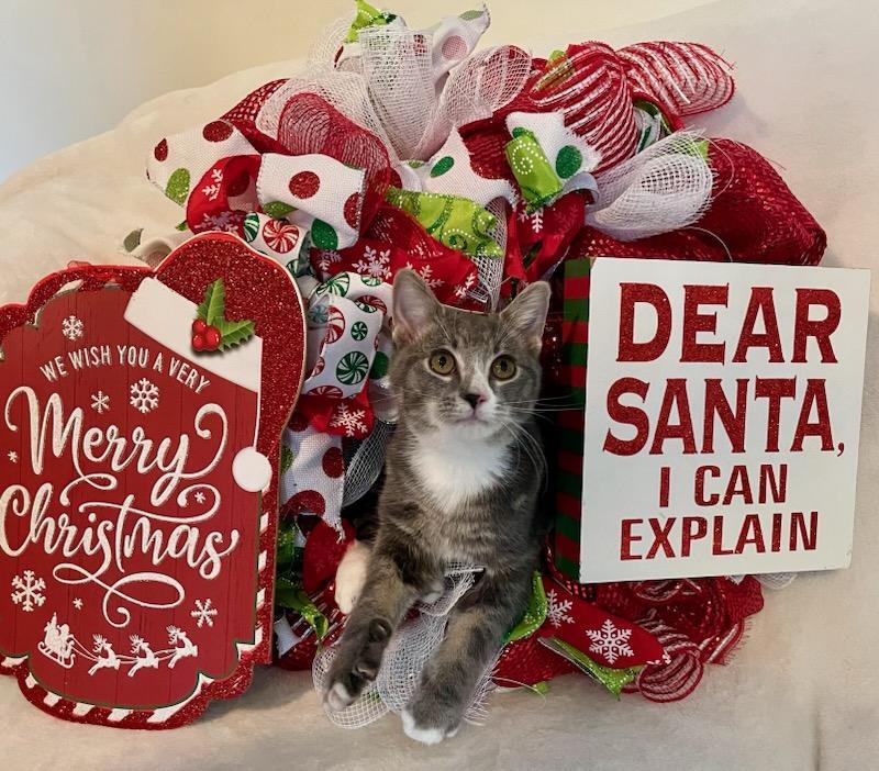 Cocktail Crew - COSMOPOLITAN, Adoptable, Kitten Male Domestic Short Hair.